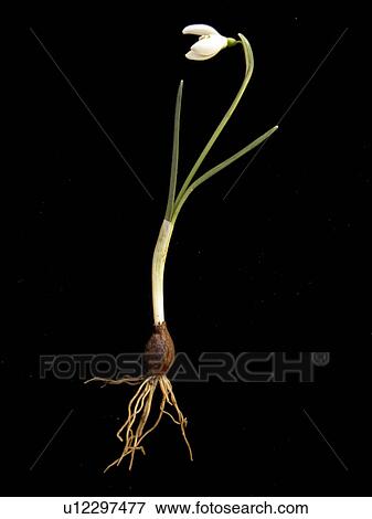 Stock Photo - blossom, alfred, bloom, black, Austria, abloom. Fotosearch