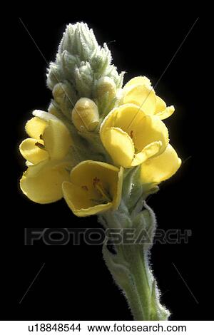 Picture - blossom, Bernhard, blooms, bloom, black, abloom. Fotosearch