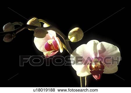 Stock Photo - blossom, Bernhard, blooms, bloom, black, abloom. Fotosearch