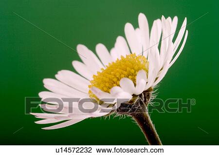 CLOSE, alfred, blossom, bloom, bellis, abloom View Large Photo Image Stock Image - CLOSE, alfred, blossom, bloom, bellis, abloom. Fotosearch