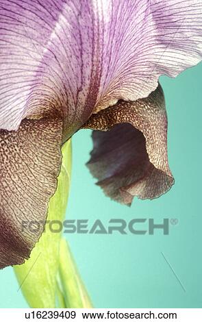 CLOSE, Bernhard, blossom, blooms, bloom, abloom View Large Photo Image Stock Photo - CLOSE, Bernhard, blossom, blooms, bloom, abloom. Fotosearch