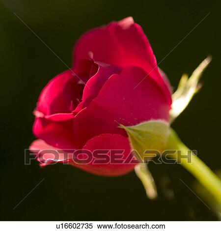 close-up, alfred, CLOSE, blossom, bloom, abloom View Large Photo Image Stock Photography - close-up, alfred, CLOSE, blossom, bloom, abloom. Fotosearch