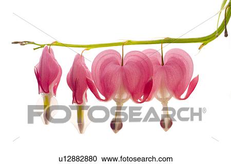 detail, Detailaufnahme, details, Dicentra spectabilis, flora, blooming, Freigestellte View Large Photo Image Stock Image - detail, Detailaufnahme, details, Dicentra spectabilis, flora, blooming, Freigestellte. Fotosearch