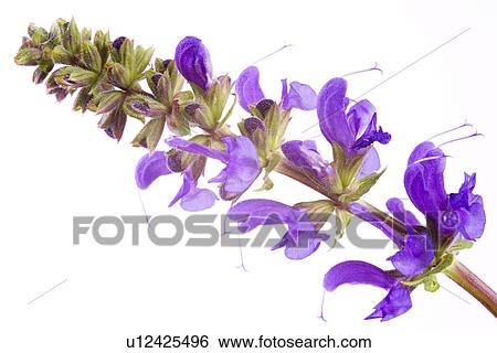Stock Photograph - detail, details, flower, Detailaufnahme, flora, Freigestellte, Freisteller. Fotosearch