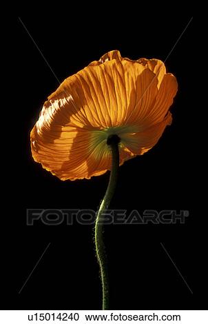 Stock Image - falten, abloom, back view, Bernhard, black. Fotosearch