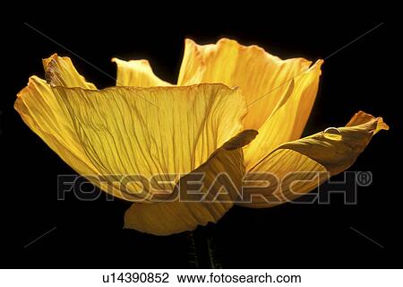 Stock Image - falten, abloom, beauty, Bernhard, black, bloom. Fotosearch