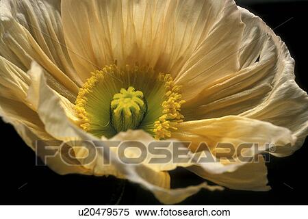 falten, stempel, abloom, Bernhard, bloom View Large Photo Image Stock Photography - falten, stempel, abloom, Bernhard, bloom. Fotosearch