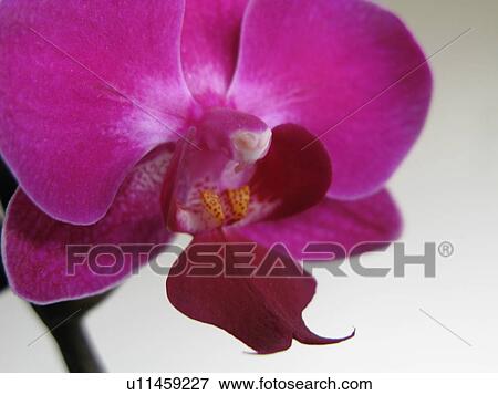 Stock Photo - fascinating, bloom, exotic, detail, close-up, flora, at home. Fotosearch