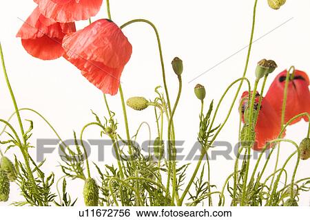 Flora Freigestellte Freisteller Blooming Papaver Rhoeas Wiesenblume Bloomer Stock Photograph U Fotosearch