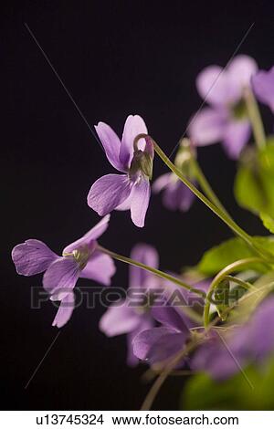 Picture - freigestellt, veilchen, alfred, bloom, bloomer, blooming. Fotosearch