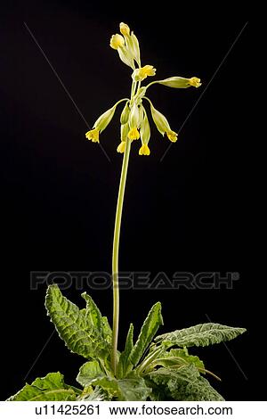 Stock Image - freigestellt, wiesenblume, fruehlingserwachen, alfred, close-up. Fotosearch