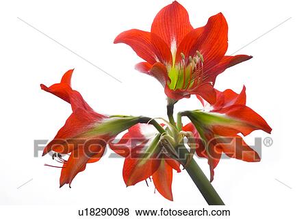 Stock Photo - Freigestellte, detail, flora, details, Detailaufnahme, Freisteller, Amaryllis. Fotosearch