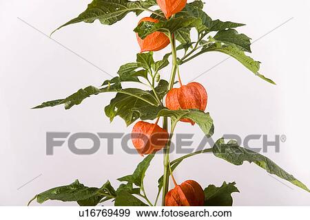 Stock Photo - reif, gartenpflanze, blasenkirsche, freigestellt, alfred, alkekengi. Fotosearch