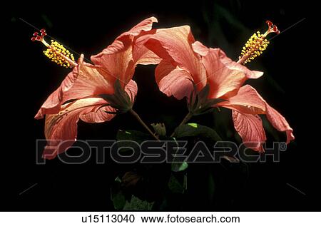 stempel, abloom, amarylis, amaryllidaceae, amaryllis, amaryllisgewaechs, amaryllisgewaechse View Large Photo Image Stock Image - stempel, abloom, amarylis, amaryllidaceae, amaryllis, amaryllisgewaechs, amaryllisgewaechse. Fotosearch