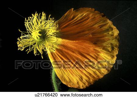 Stock Image - stempel, abloom, Bernhard, black, bloom. Fotosearch