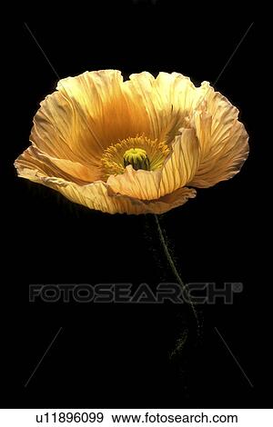 Stock Photo - stempel, abloom, Bernhard, black, bloom. Fotosearch