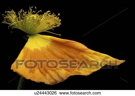 stempel, abloom, Bernhard, black, bloom View Large Photo Image Stock Photograph - stempel, abloom, Bernhard, black, bloom. Fotosearch