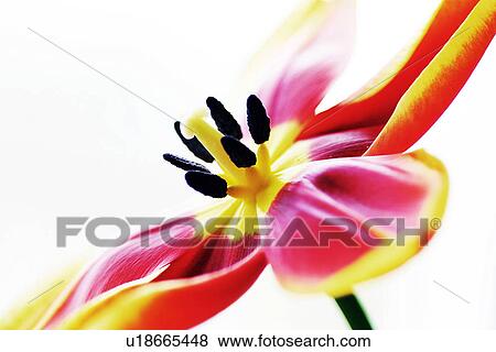 Stock Photo - stempel, abloom, black, bloom, blossom, bot. Fotosearch