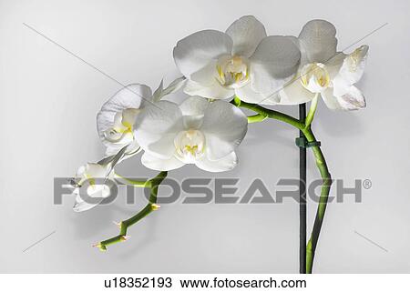 Stock Image - stempel, back light, background, beautiful, blooms, bright, flowers. Fotosearch