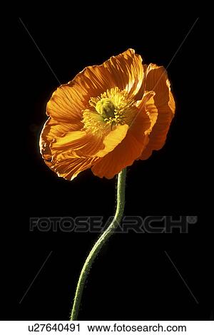 Stock Image - stempel, falten, abloom, Bernhard, black. Fotosearch