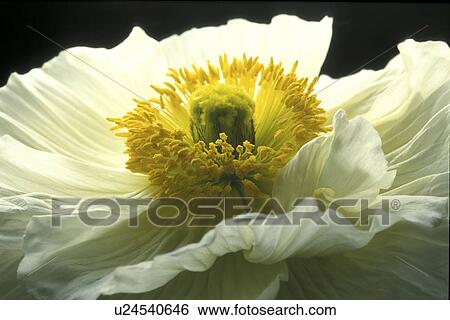 Stock Photograph - stempel, falten, abloom, Bernhard, black. Fotosearch