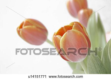 strauß, blooms, calm, cut flowers, detail, Easter, flora View Large Photo Image Stock Image - strauß, blooms, calm, cut flowers, detail, Easter, flora. Fotosearch