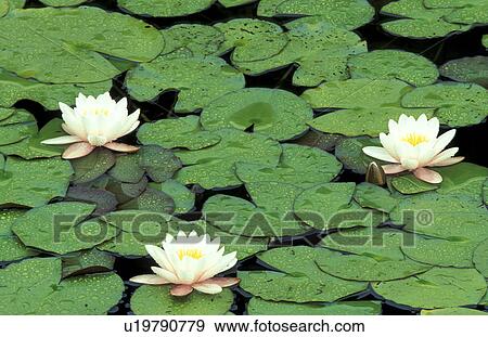 Stock Photo - aquatic plant, blooms, bloom, attraction, abloom. Fotosearch