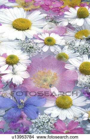 Picture - background, blooms, bloom, Bernhard, abloom. Fotosearch