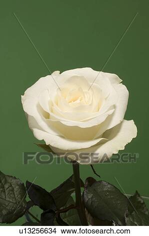 Picture - beautiful, beauty, blooming, blooms, blossom, botanical, botany. Fotosearch