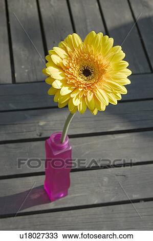 Stock Image - beautiful, beauty, blooming, blooms, blossom, botanical, botany. Fotosearch