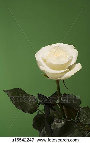 beautiful, beauty, blooming, blooms, blossom, botanical, botany View Large Photo Image Stock Photo - beautiful, beauty, blooming, blooms, blossom, botanical, botany. Fotosearch