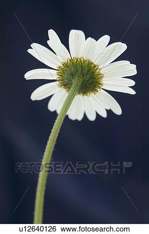 beautiful, beauty, blooming, blooms, blossom, botanical, botany View Large Photo Image Stock Photograph - beautiful, beauty, blooming, blooms, blossom, botanical, botany. Fotosearch