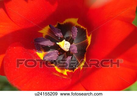 Stock Photo - beautiful, berne, blumenpracht, blurred, buds, burgdorf, chlorophyll. Fotosearch