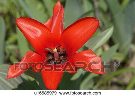 berne, blooms, burgdorf, farina, flora, flower handle View Large Photo Image Stock Photo - berne, blooms, burgdorf, farina, flora, flower handle. Fotosearch