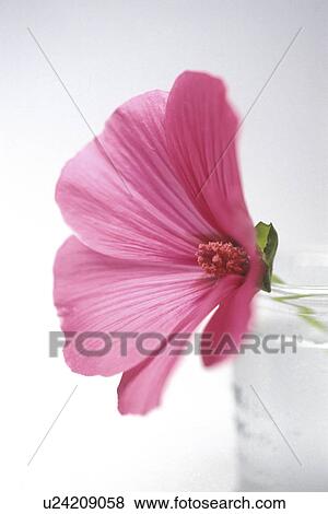 Stock Photo - Bernhard, blooms, bloom, abloom. Fotosearch
