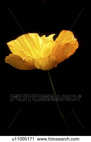 Bernhard, blooms, bloom, black, abloom View Large Photo Image Stock Image - Bernhard, blooms, bloom, black, abloom. Fotosearch