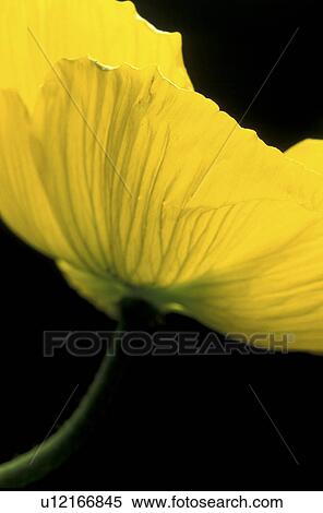 Bernhard, blooms, bloom, black, abloom View Large Photo Image Stock Photography - Bernhard, blooms, bloom, black, abloom. Fotosearch