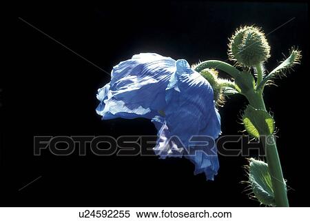 Stock Photography - Bernhard, blooms, bloom, black, abloom. Fotosearch
