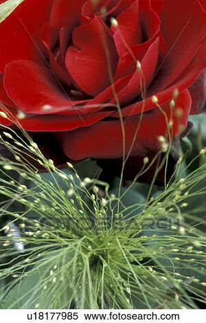 Bernhard, blossom, blooms, bloom, abloom View Large Photo Image Stock Photography - Bernhard, blossom, blooms, bloom, abloom. Fotosearch