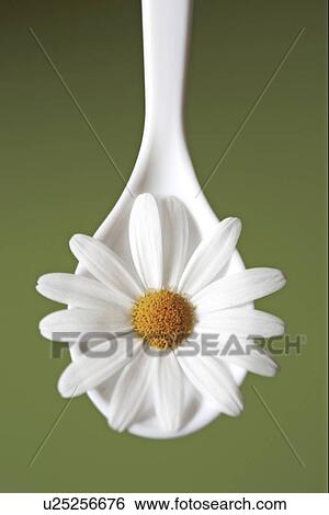 Stock Photograph - bloom, anordnung, beauty, beautiful, background, blossom, above. Fotosearch