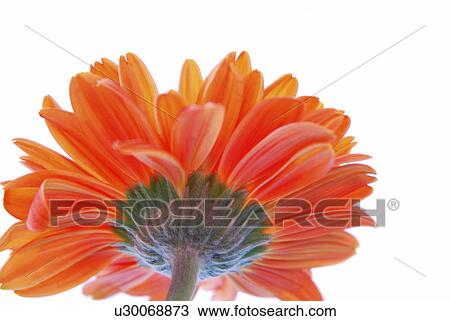 bloom, blooms, flower, flowers, georgi, gerbera, germany View Large Photo Image Stock Image - bloom, blooms, flower, flowers, georgi, gerbera, germany. Fotosearch