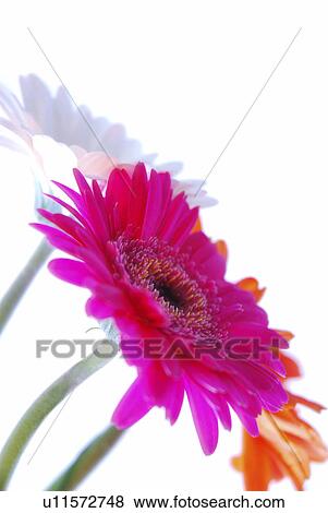 bloom, blooms, flower, flowers, georgi, gerbera, germany View Large Photo Image Stock Photo - bloom, blooms, flower, flowers, georgi, gerbera, germany. Fotosearch