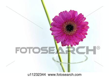 bloom, bright, flower, fresh, gerbera, germany, kempf View Large Photo Image Picture - bloom, bright, flower, fresh, gerbera, germany, kempf. Fotosearch