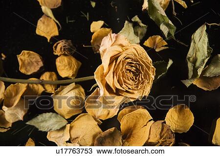 bloomer, autumn, bloom, backgrounds, background, alfred View Large Photo Image Stock Image - bloomer, autumn, bloom, backgrounds, background, alfred. Fotosearch