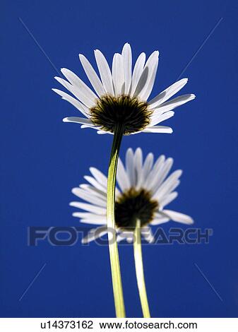 blossom, alfred, bloom, bellis, Austria, abloom View Large Photo Image Stock Image - blossom, alfred, bloom, bellis, Austria, abloom. Fotosearch