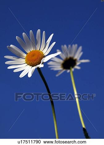 Stock Image - blossom, alfred, bloom, bellis, Austria, abloom. Fotosearch