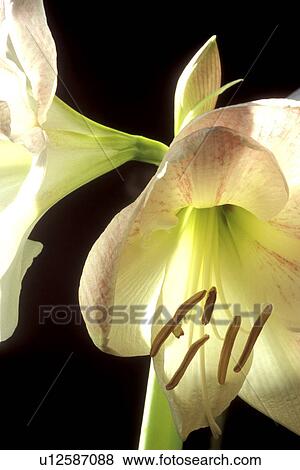 blossom, Bernhard, blooms, bloom, black, abloom View Large Photo Image Stock Photo - blossom, Bernhard, blooms, bloom, black, abloom. Fotosearch