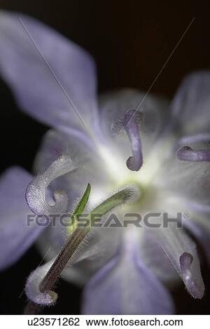 blütenzeit, flowering, blumenknospen, flowers, blumenblüten, blumenform, floridity View Large Photo Image Stock Image - blütenzeit, flowering, blumenknospen, flowers, blumenblüten, blumenform, floridity. Fotosearch