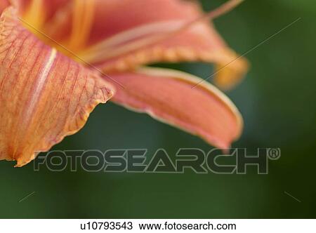 Stock Image - close-up, bloom, CLOSE, blossom, blooms, abloom. Fotosearch