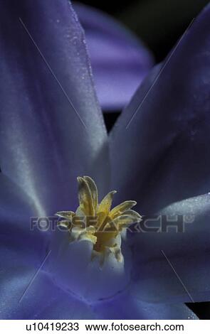 Stock Image - close-up, bloom, CLOSE, blue, blossom, flower, abloom. Fotosearch